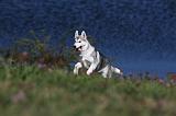 SIBERIAN HUSKY 512